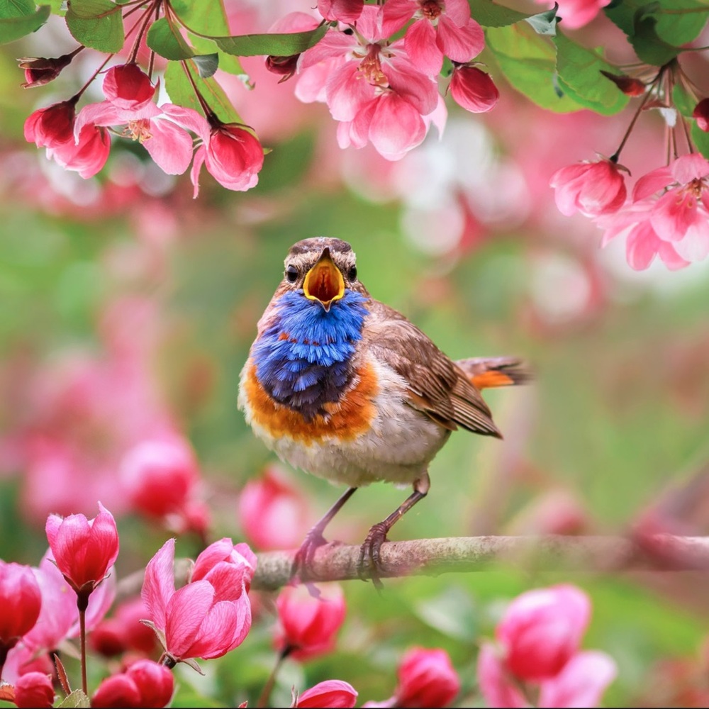 Happy Spring 🐓 - Picture 10 of 16